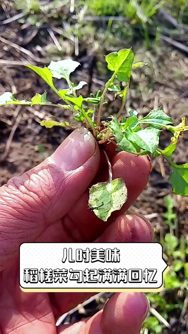 儿时美味,稻槎菜勾起满满回忆