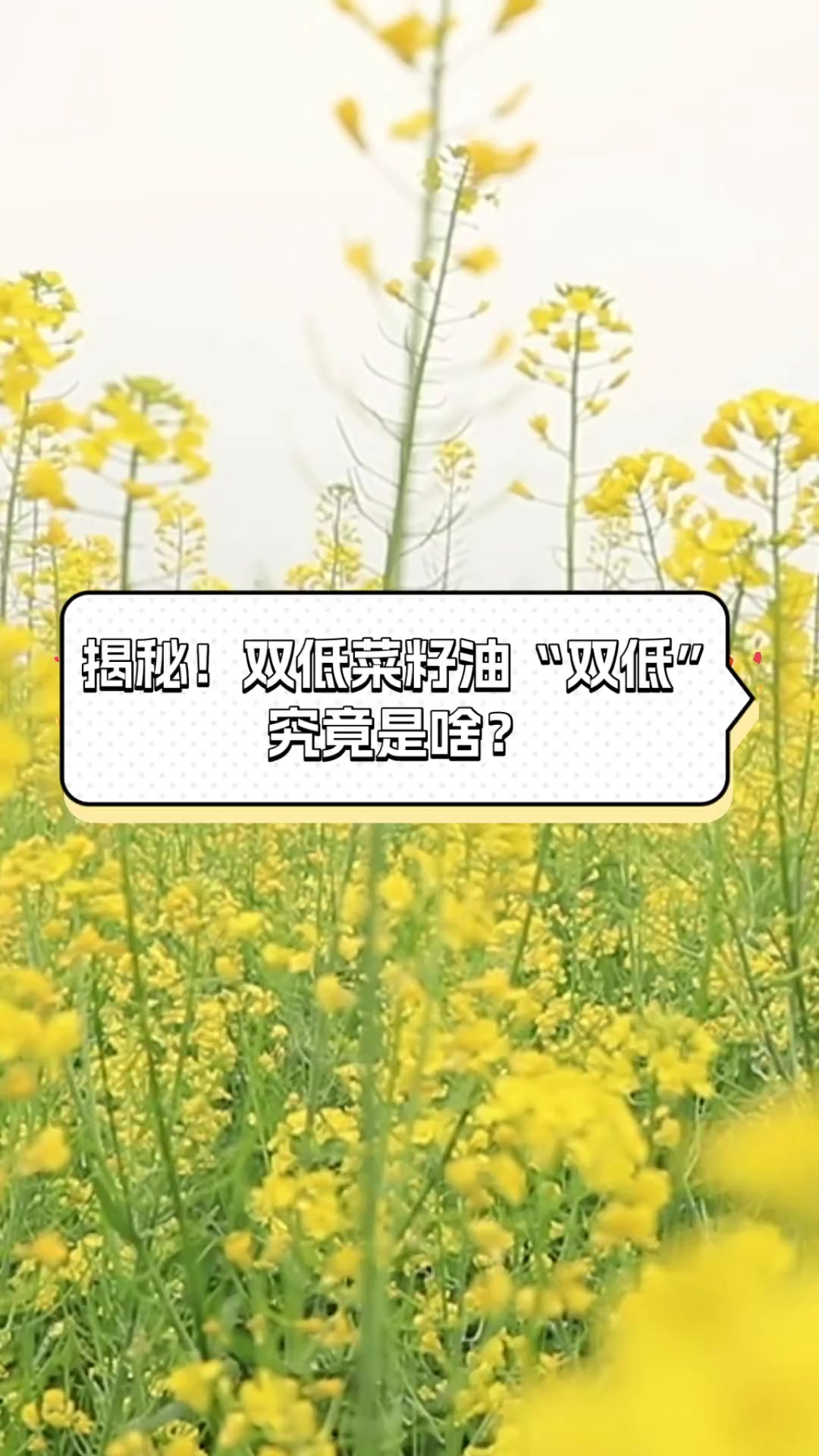 揭秘!双低菜籽油“双低”究竟是啥?