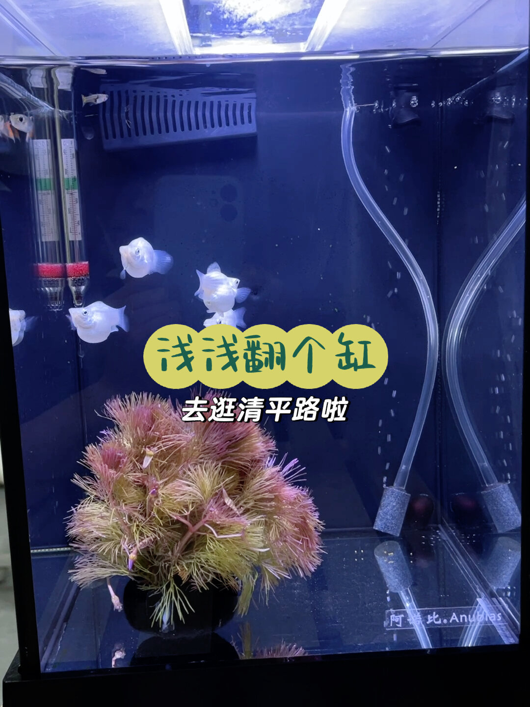 周末翻缸～终于买到了喜欢的皮球鱼!