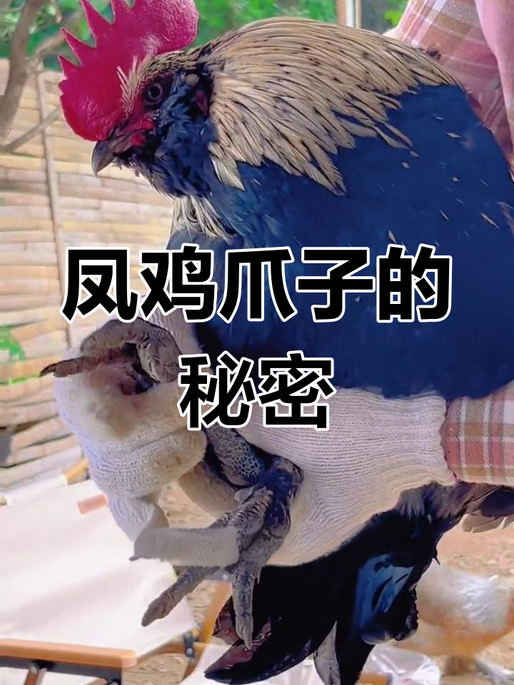 龙胜凤鸡的爪子:运动量大的老茧证明