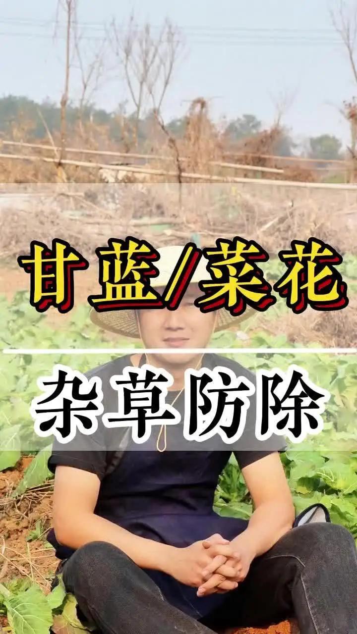 甘蓝菜花苗后杂草防除——基地合作社;甘蓝种植,杂草影响产量,人工除草成本太高,选对合适的除