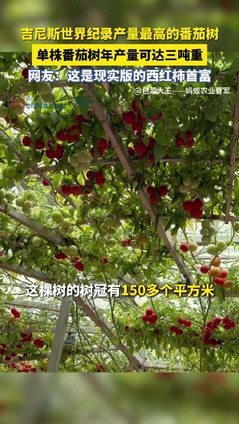 山东一株2米高番茄树年结果超6000斤「一株番茄树累计结果超3000公斤」番茄你肯定吃过,