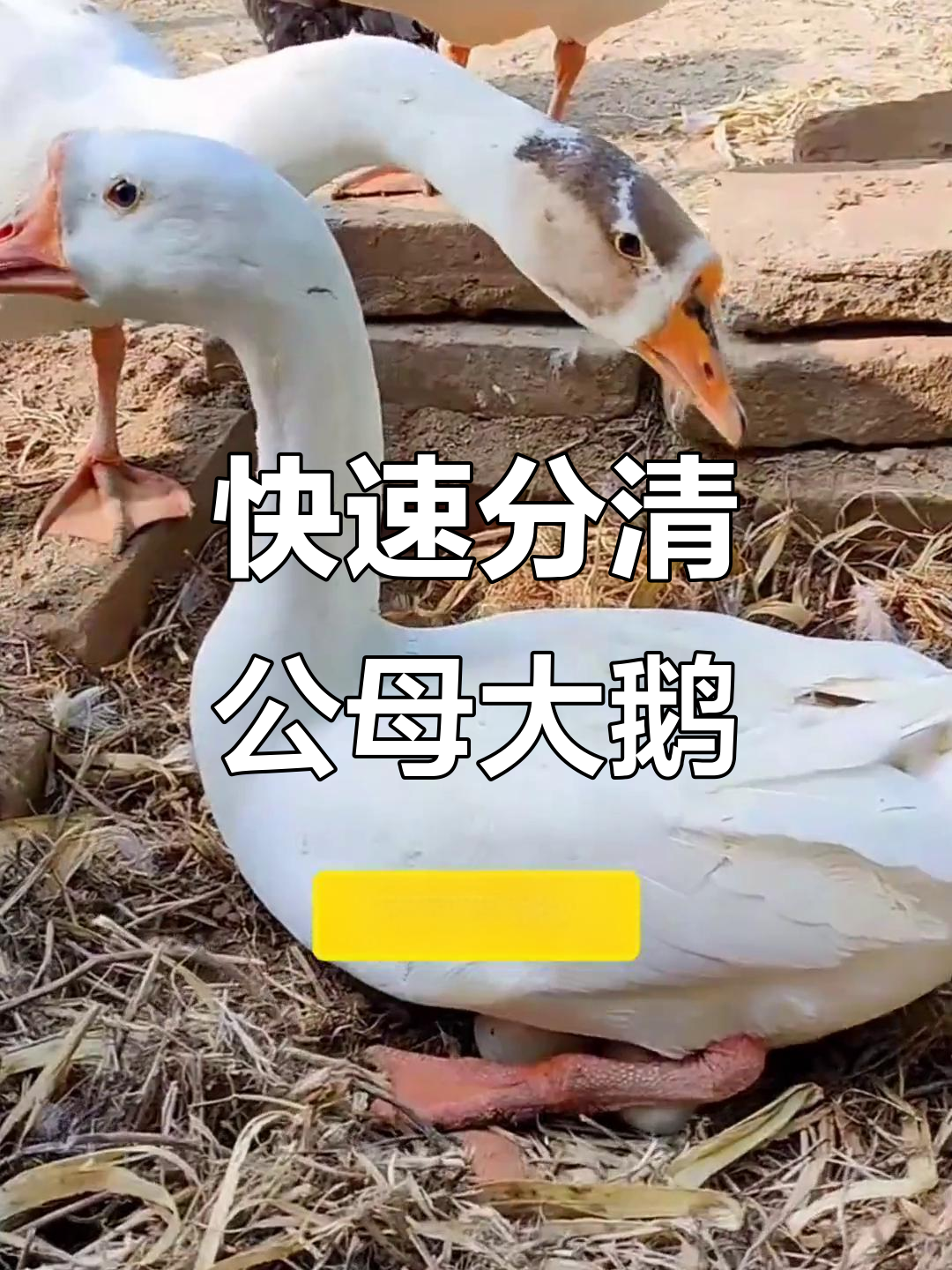 公母鹅一眼识破,教你分辨技巧