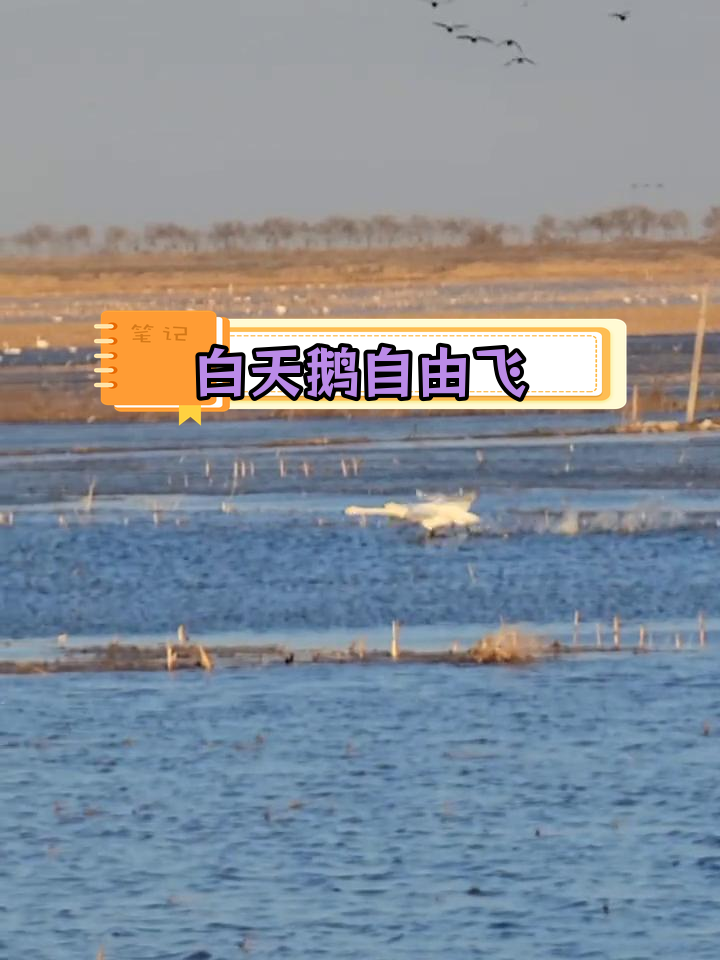 白天鹅展翅飞翔,蓝天白云间