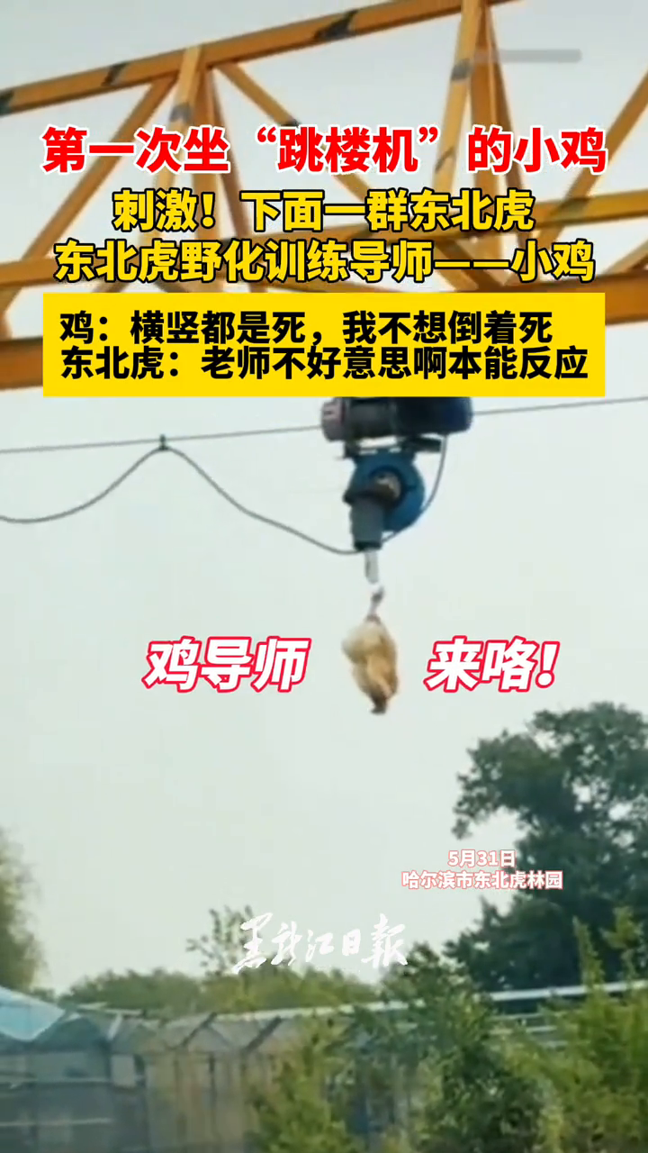 第一次坐“跳楼机”的小鸡 下面一群东北虎