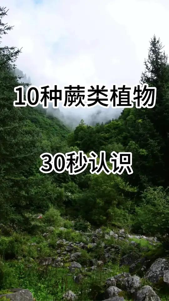 30秒带你认识10种蕨类植物 植物科普 植物百科