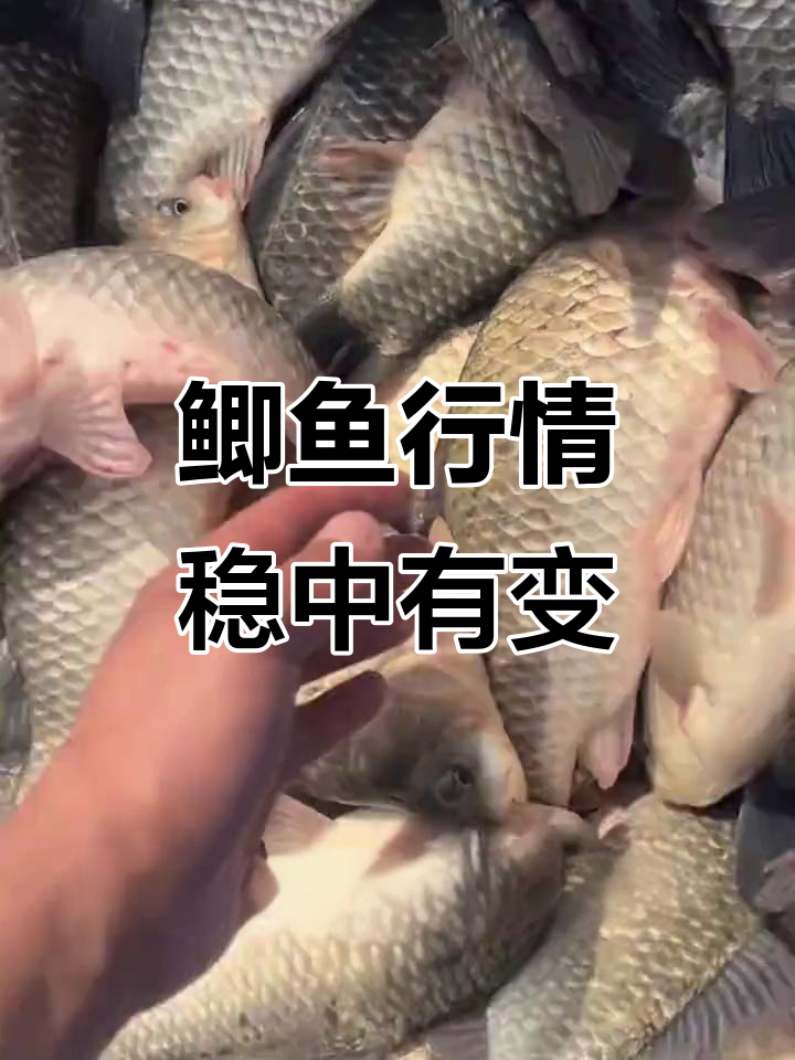 鲫鱼价格稳定,低温下注意水莓病防控