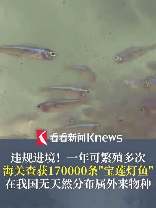 违规进境!一年可繁殖多次 海关查获170000条“宝莲灯鱼” 在我国无天然分布属 外来物种