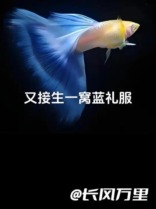 又接生一窝蓝礼服