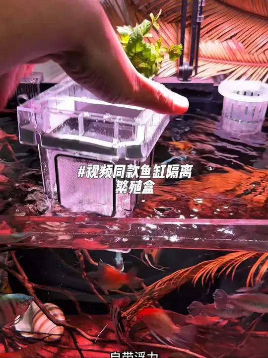 新款鱼缸隔离盒 新款不锈钢五面透水隔离繁殖盒、自带福利～