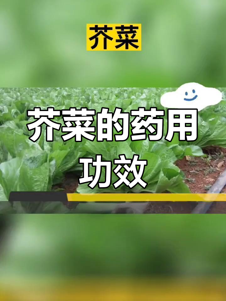 芥菜的分布与药用价值