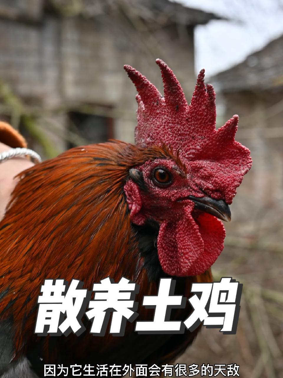 在集市上买不到正宗土鸡?三招教你快速辨认 创作灵感 农村生活 我的乡村生活 记录真实生活 