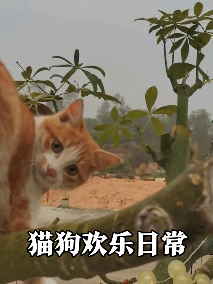 橘猫爬树甩表情包,白狗舔到棕狗锁喉反击
