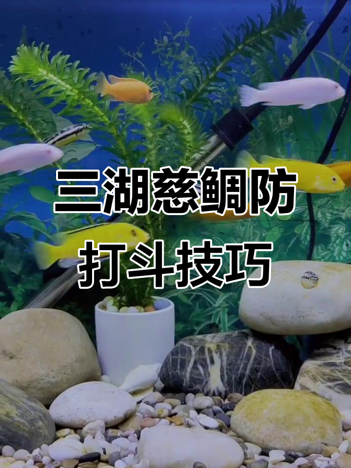 如何避免三湖慈鲷鱼打架?这些方法有效