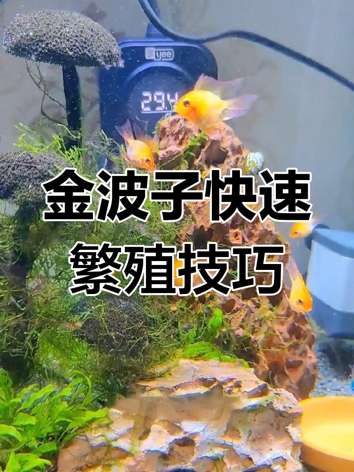 金波子产卵全过程,换水刺激后迅速生产