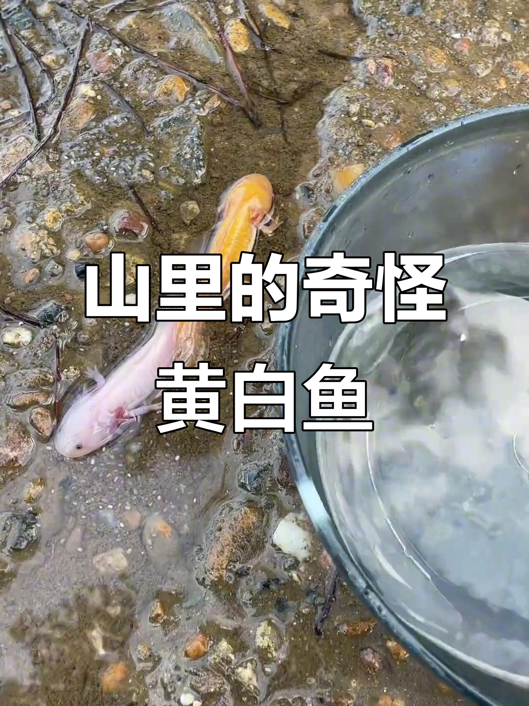 山里偶遇黄色和白色“鱼”,竟然有脚!它们是两夫妻吗?