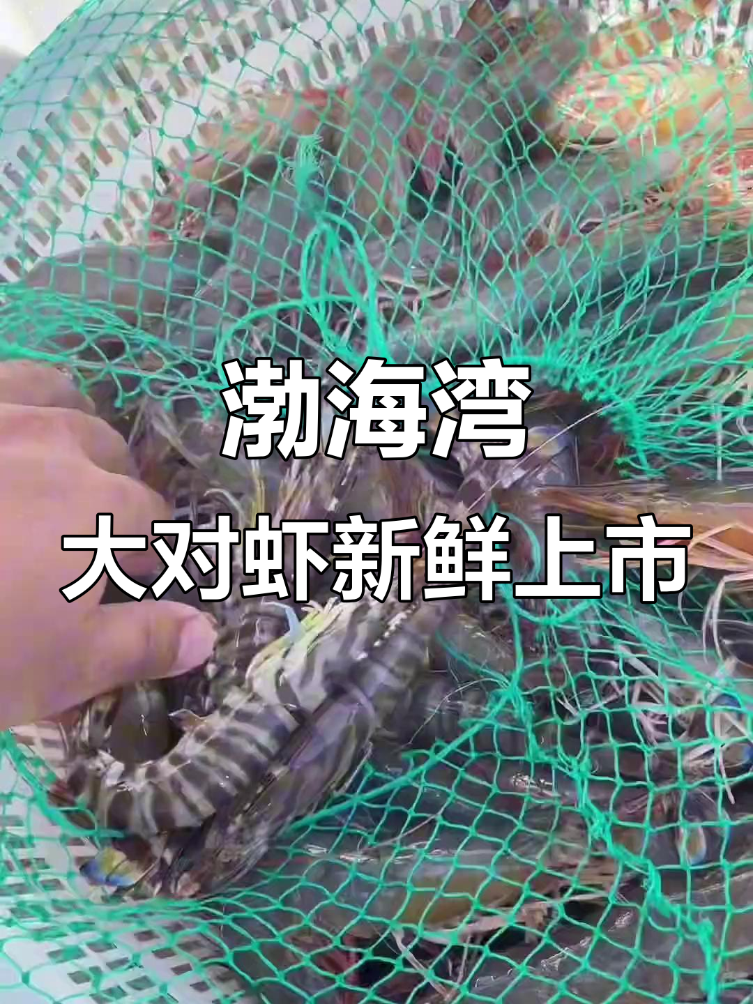 渤海湾大对虾活蹦乱跳,野生斑马虾与草虾齐登场