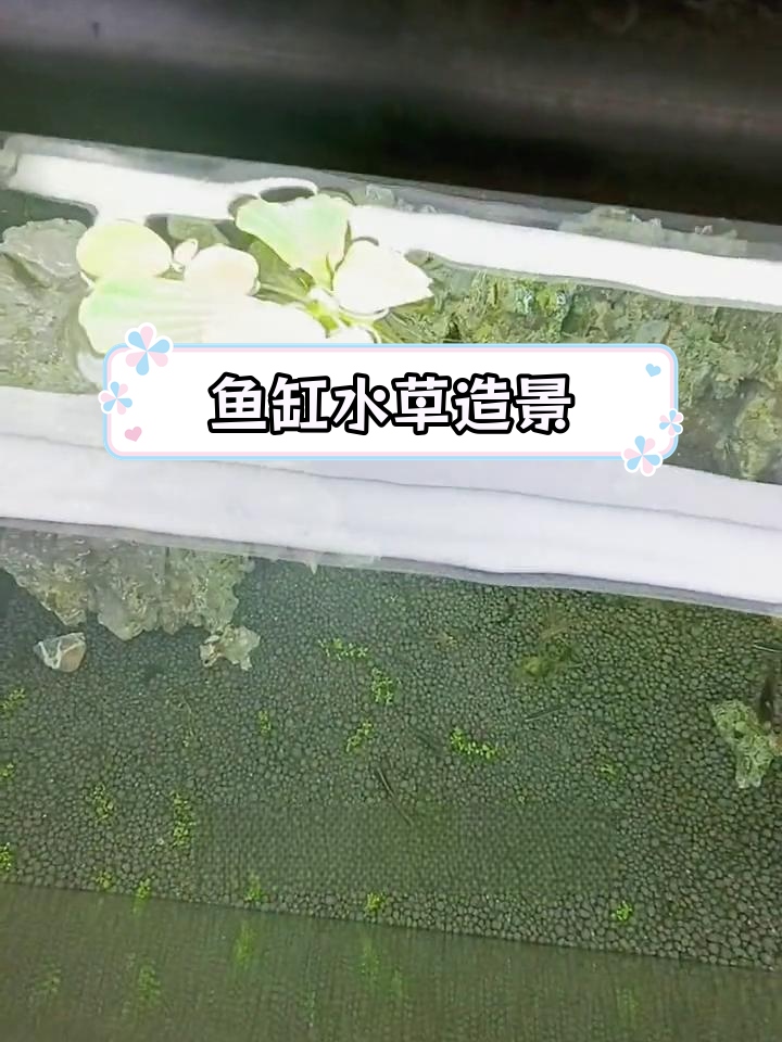 水芙蓉:鱼缸中的天然净化器