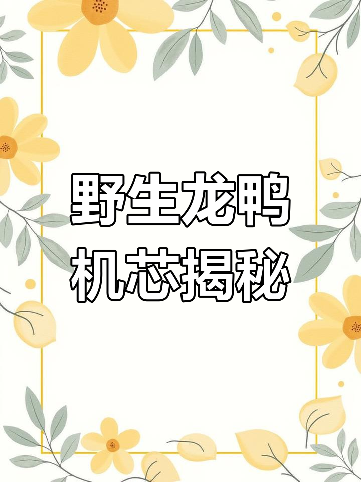 龙鸭机芯:既有机芯的高尖,又有圆润的盘玩手感