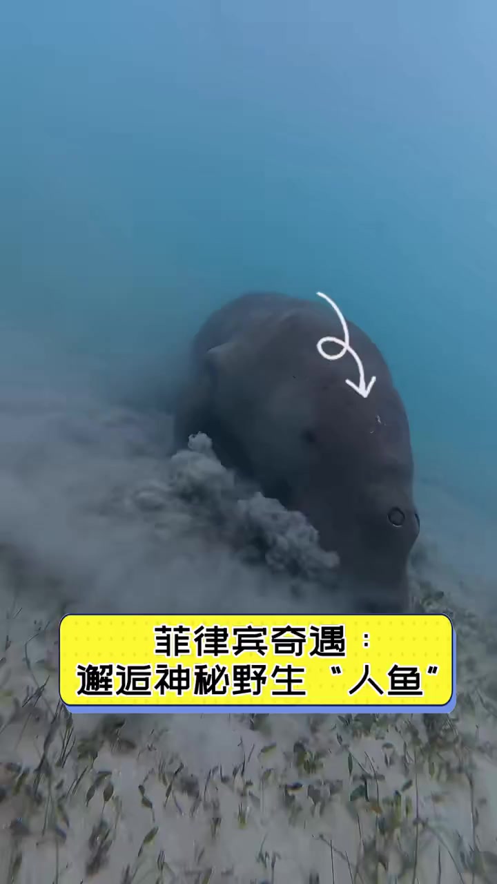 菲律宾奇遇:邂逅神秘野生“人鱼”