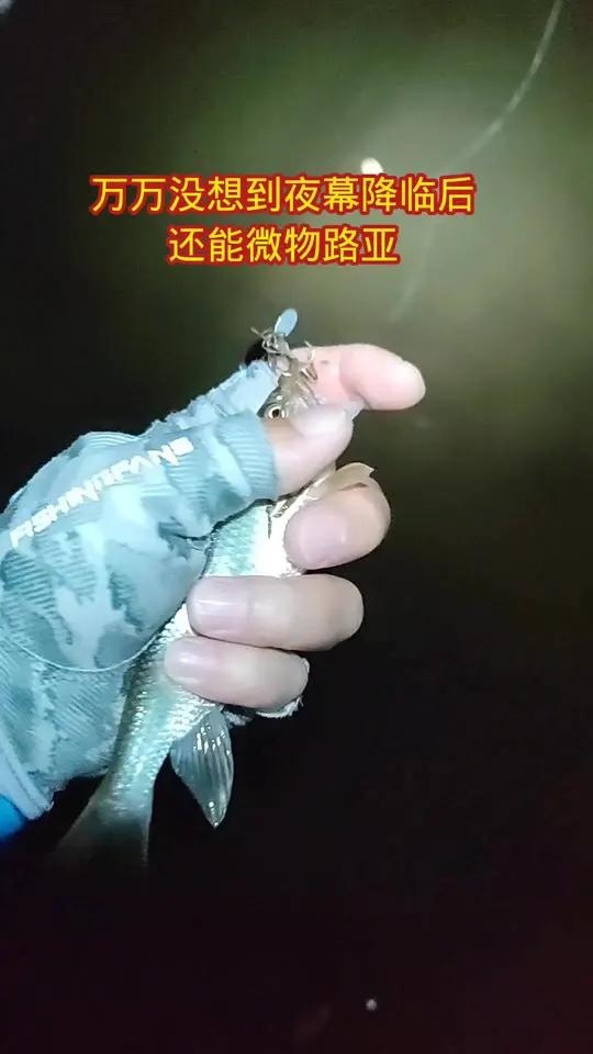 夜黑人静打微物路亚,我一直想钓出30+的成都巨马,所以坚守到晚上九点,事实证明它和翘嘴不一