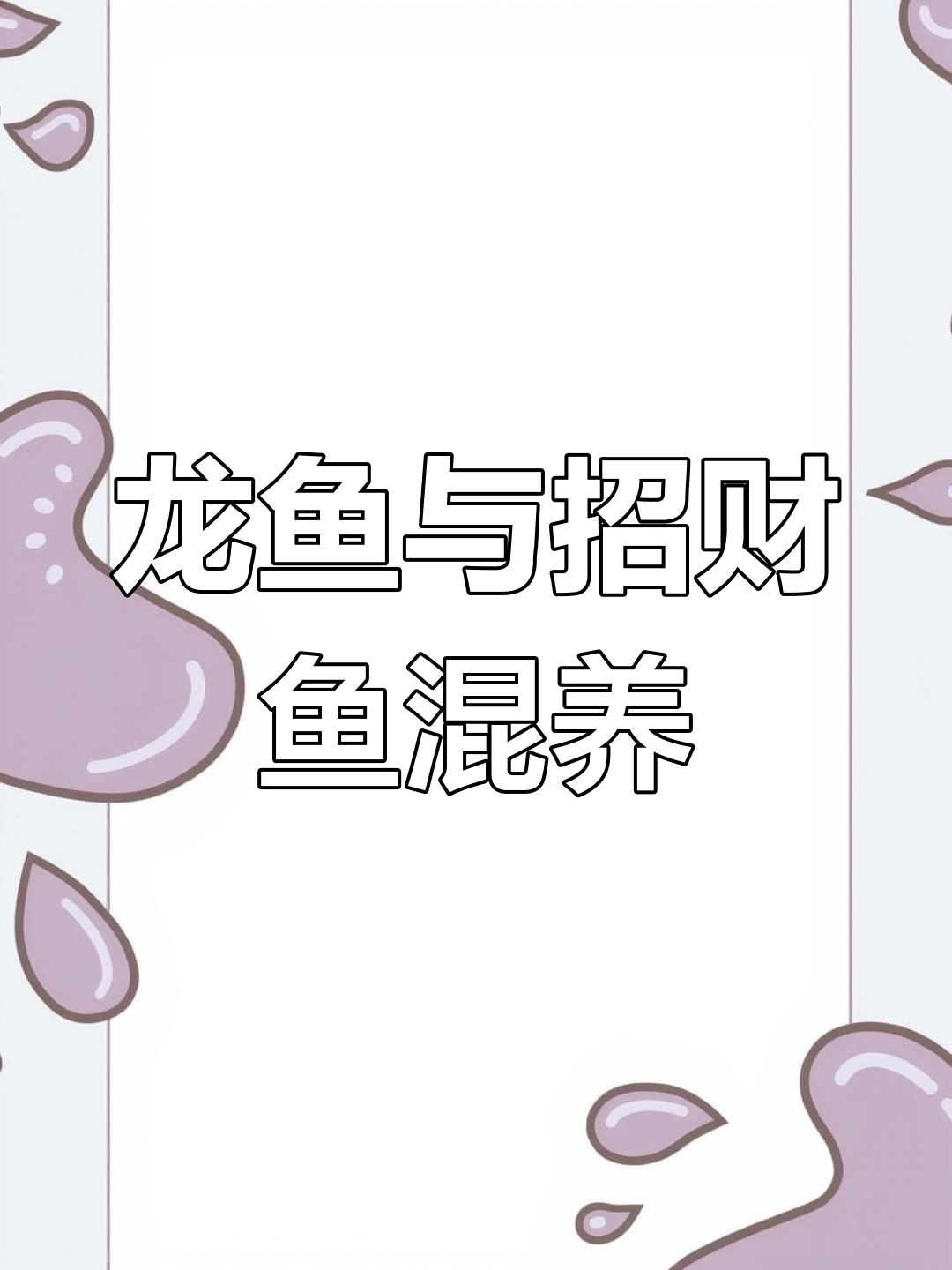 大金龙鱼与招财鱼的混养体验