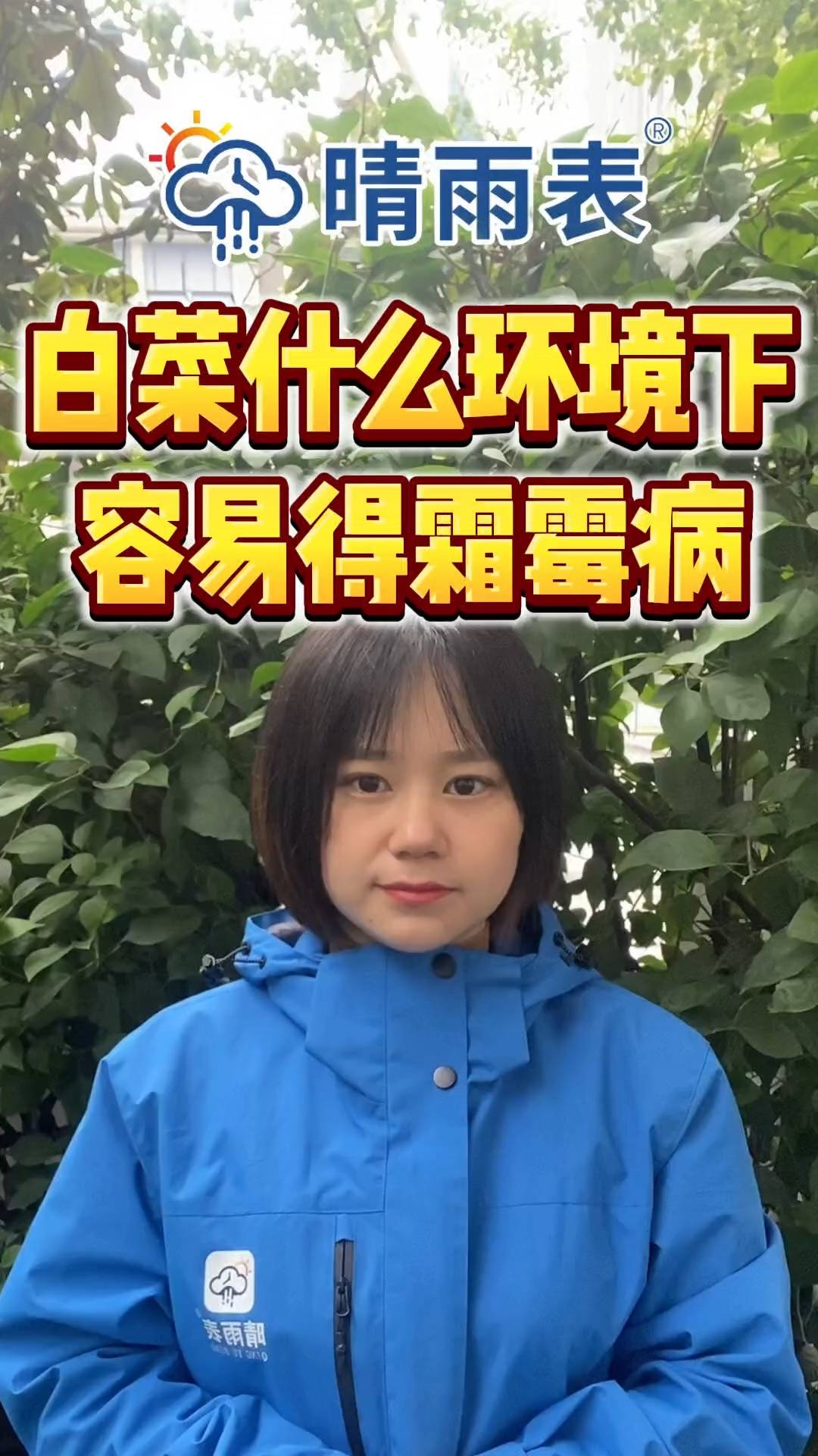 白菜什么环境下容易得霜霉病