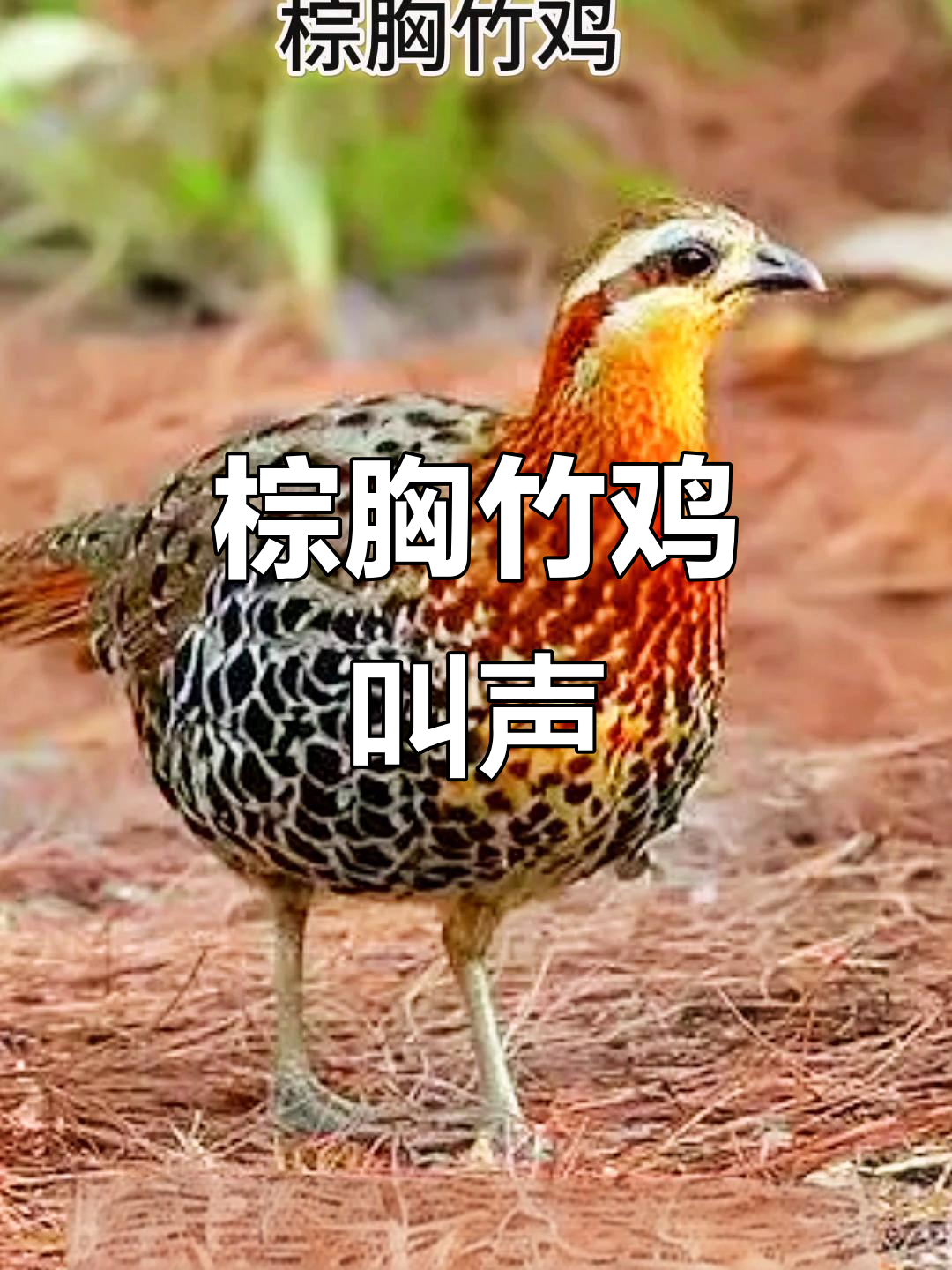 棕胸竹鸡母鸟高歌，粉丝急切要求更新！