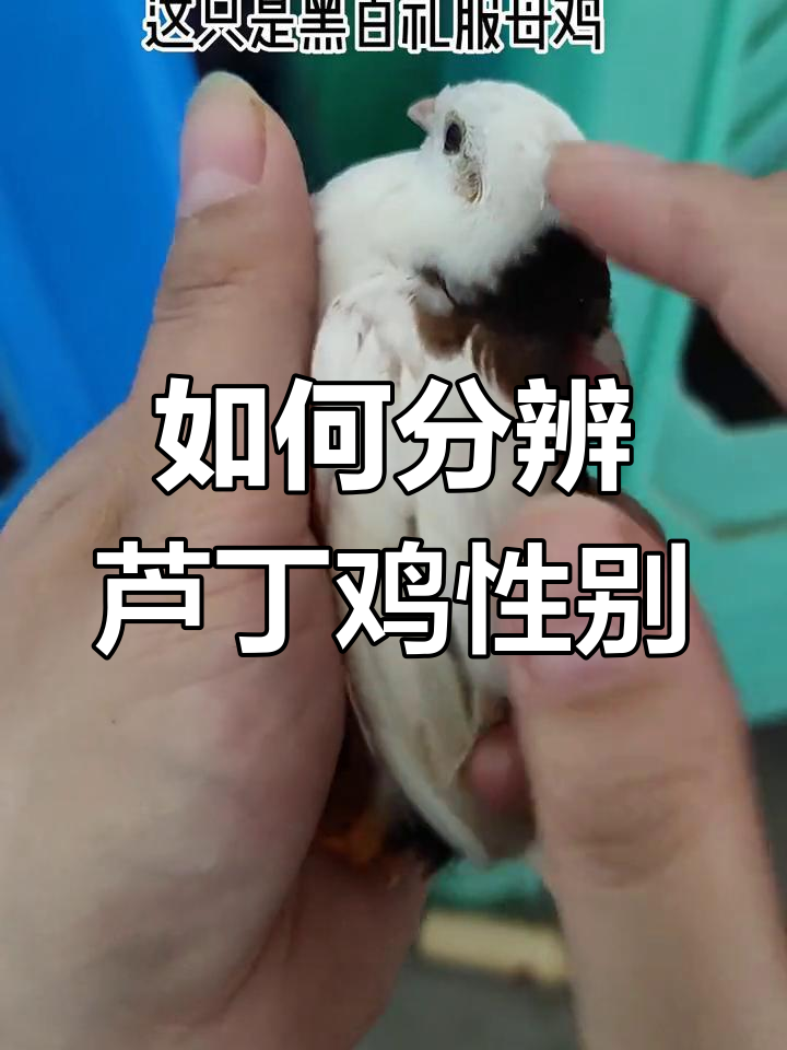 芦丁鸡公母分辨技巧