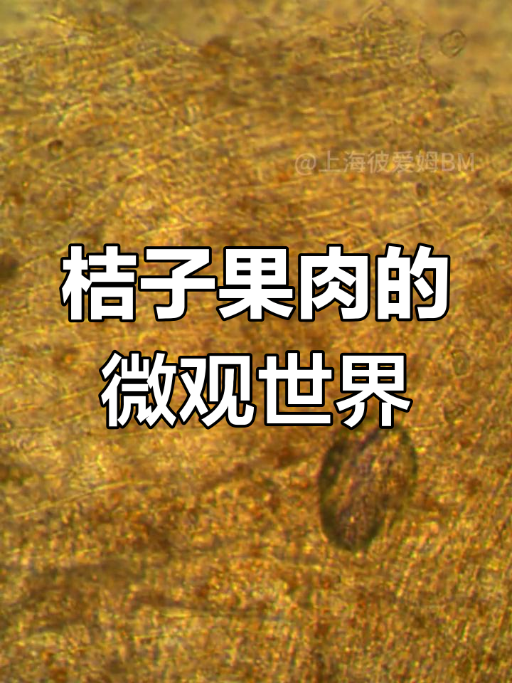 显微镜下橘子果肉,细胞结构竟如此复杂!