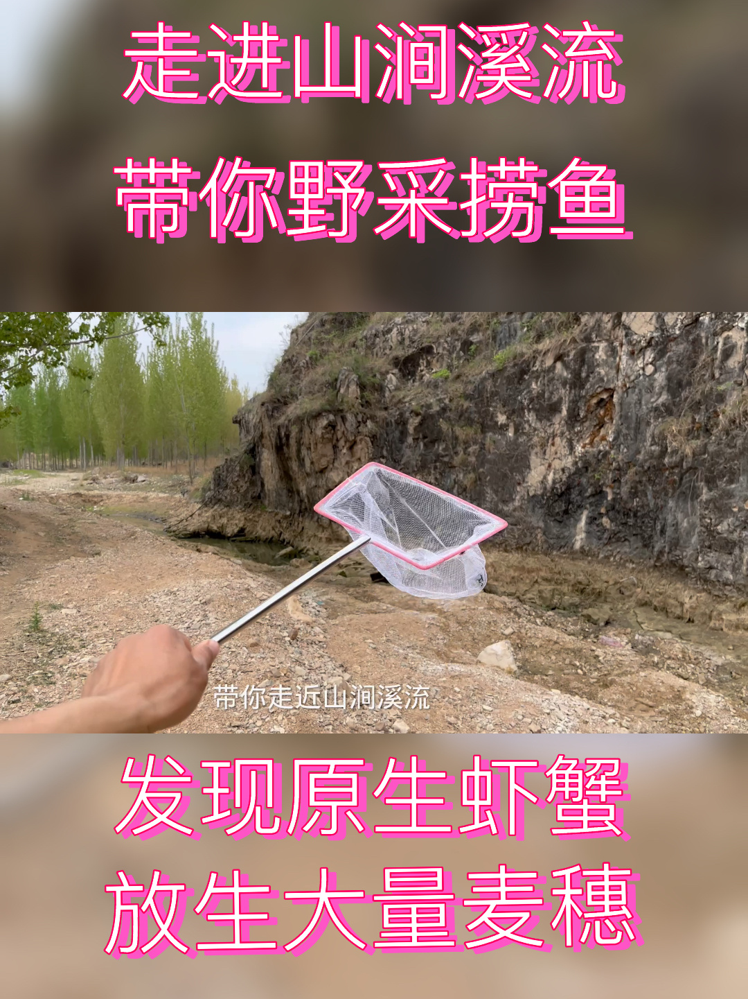 带你野采捞鱼 走进山涧溪流 发现原生虾蟹