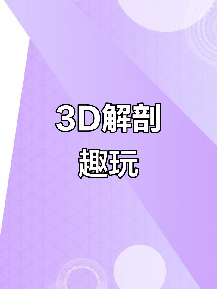3D解剖玩具,模拟人体结构拆装,医学教育趣味十足