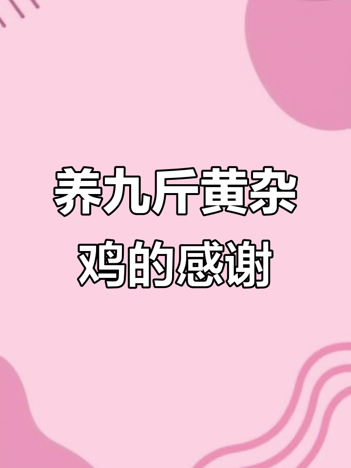 九斤黄杂鸡养殖记:感恩有你们,一路同行