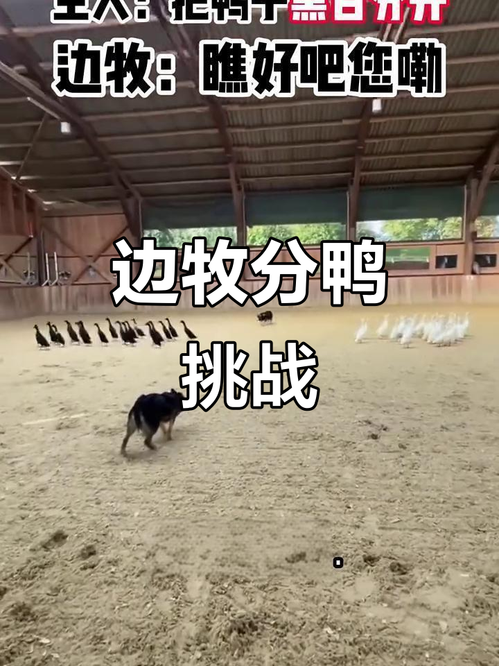 边牧挑战不科学任务,黑白鸭子分开大作战