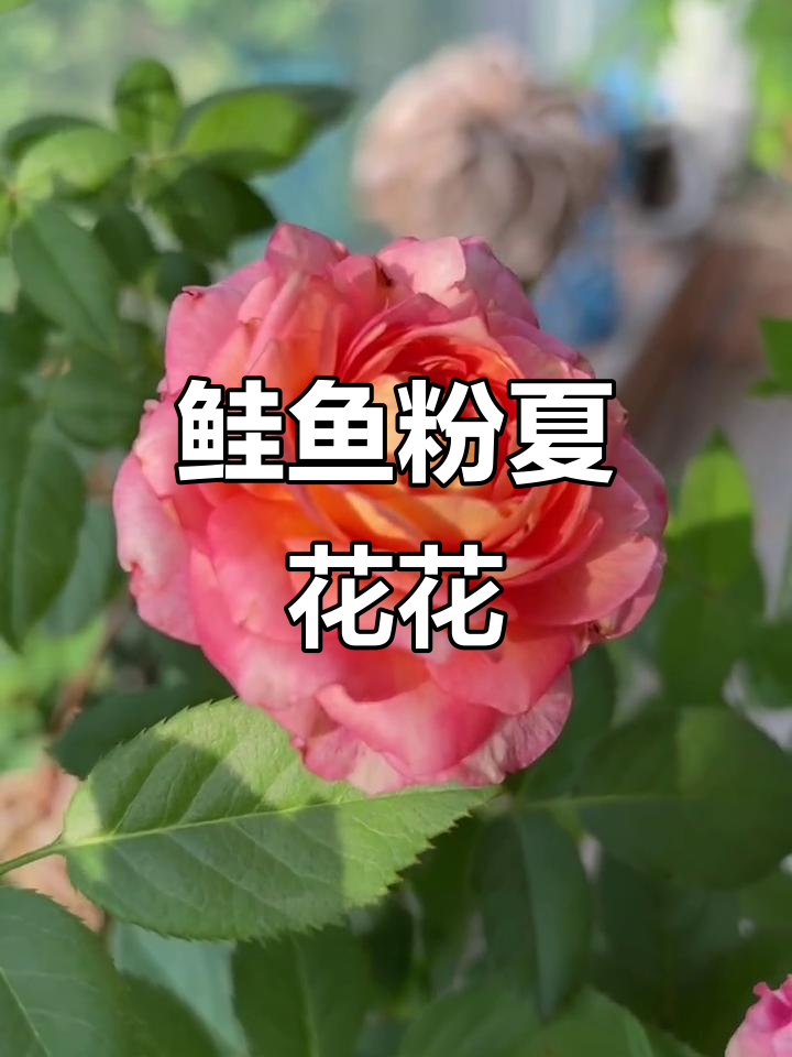 耐热抗性好,鲑鱼粉夏花月季惊艳夏季