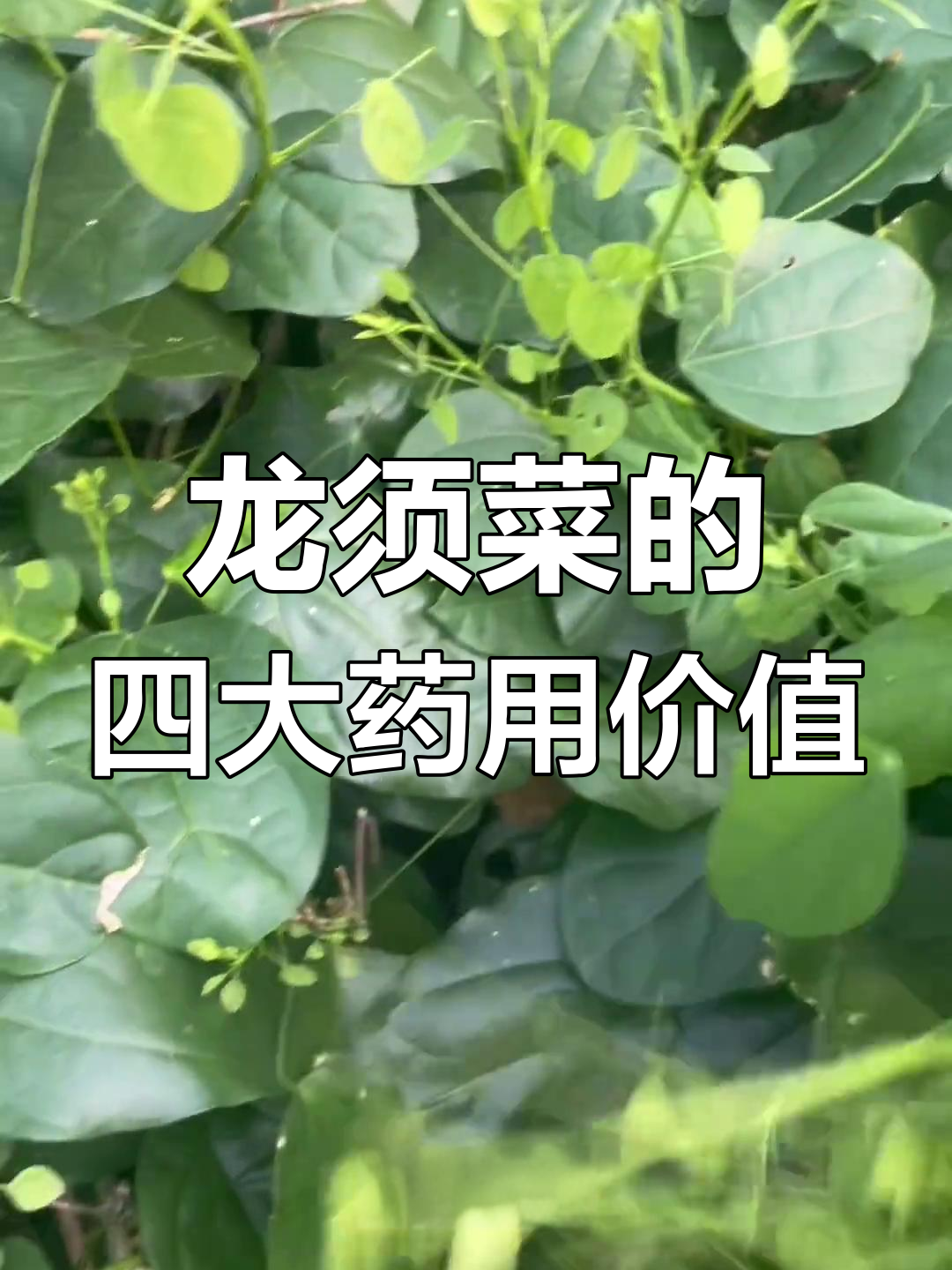 广西崇左龙须菜:清热解毒、润肠通便,夏季必备健康蔬菜