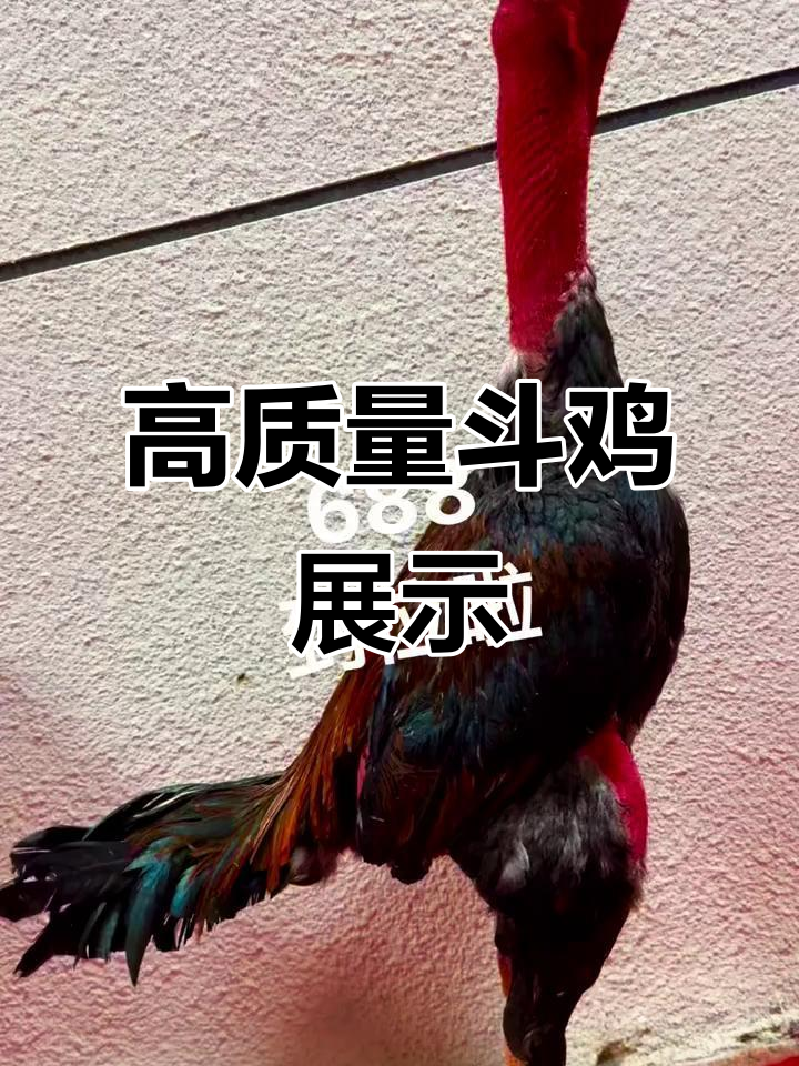 越南高个斗鸡,实力超乎想象!80公分大个子展现惊人力量