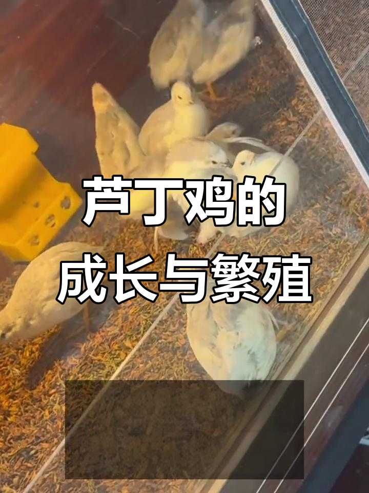 芦丁鸡到底有多小?成年后能下蛋吗