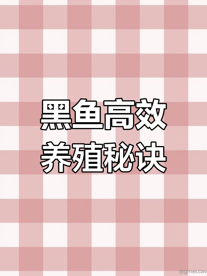 黑鱼养殖技巧:从池塘管理到饲料投喂全攻略