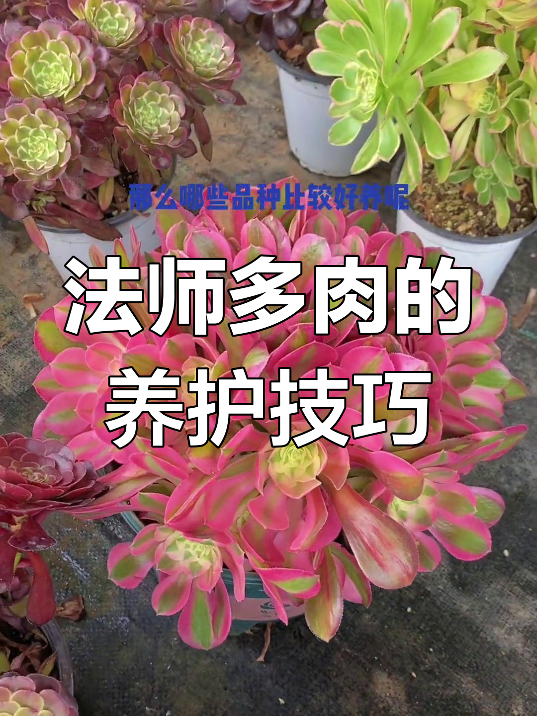 法师多肉养护全攻略:品种、光照与土壤管理