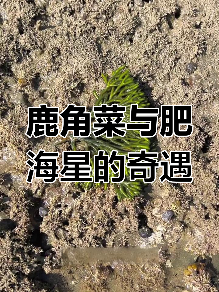 鹿角菜海滩大揭秘,海星海胆齐出场