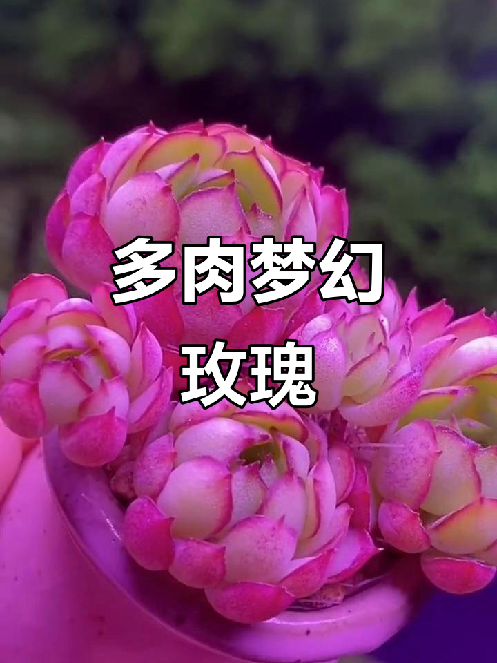 梦幻玫瑰多肉植物,美丽又神秘