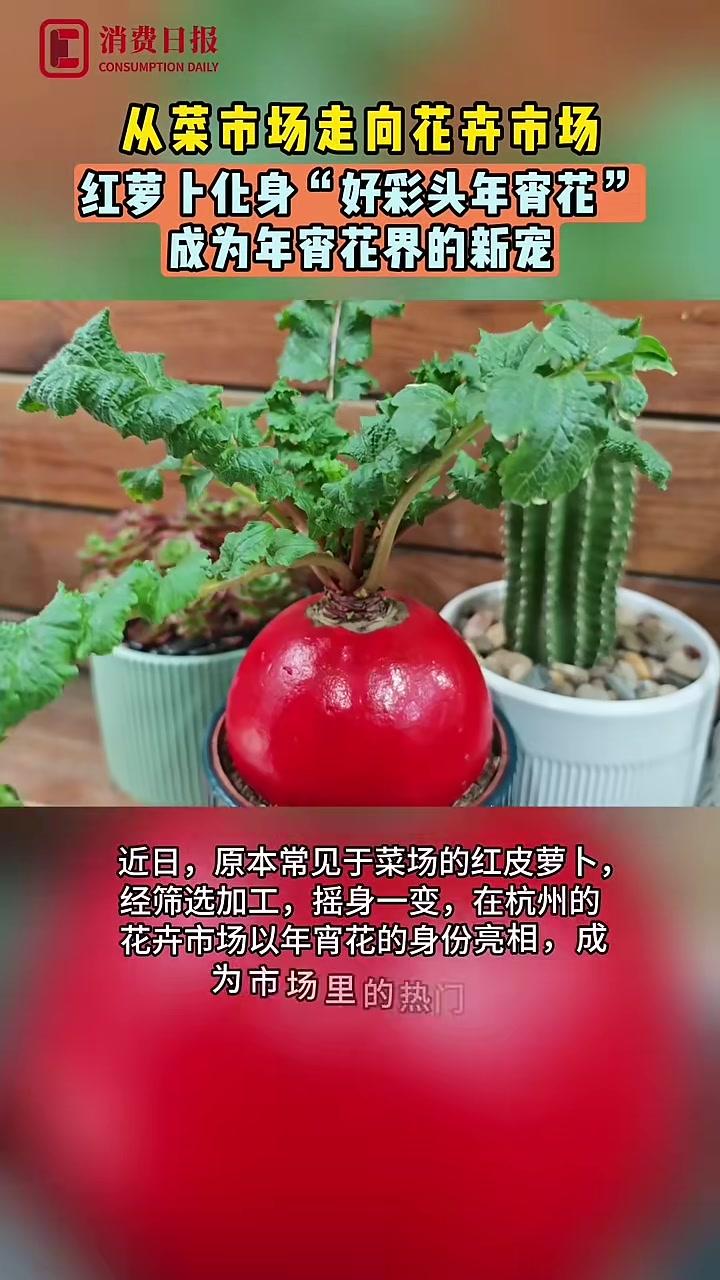 从菜市场走向花卉市场红萝卜化身“好彩头年宵花”成为年宵花界的新宠#年宵花#春节