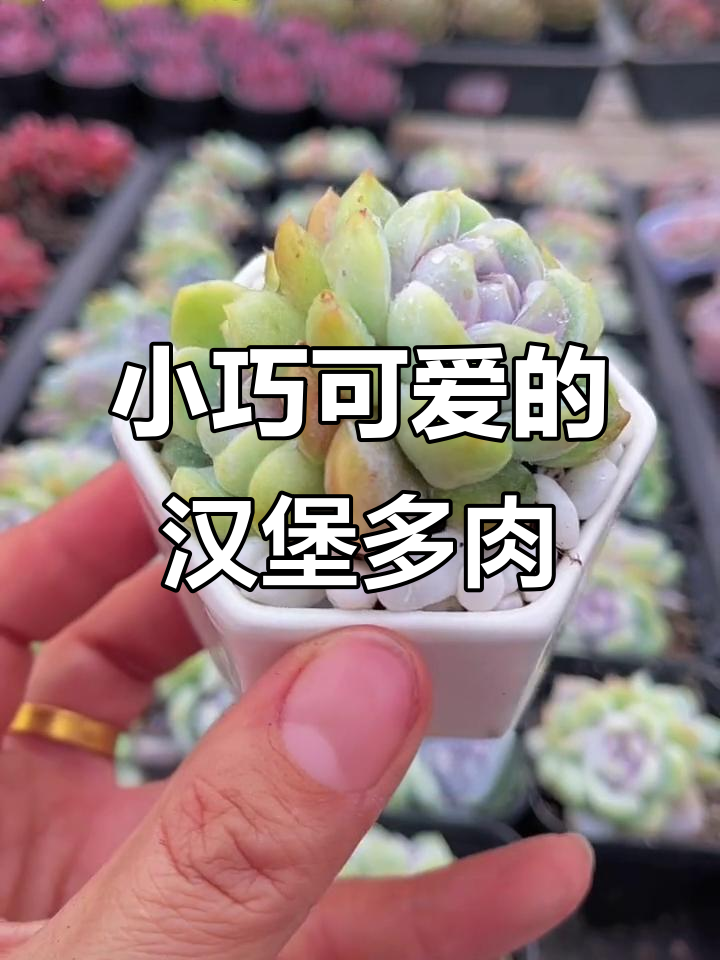 可爱小多肉汉堡，紫心状态超美！