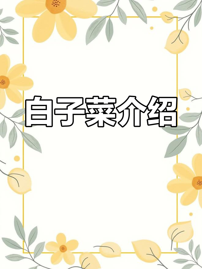 白子菜的特性和功效