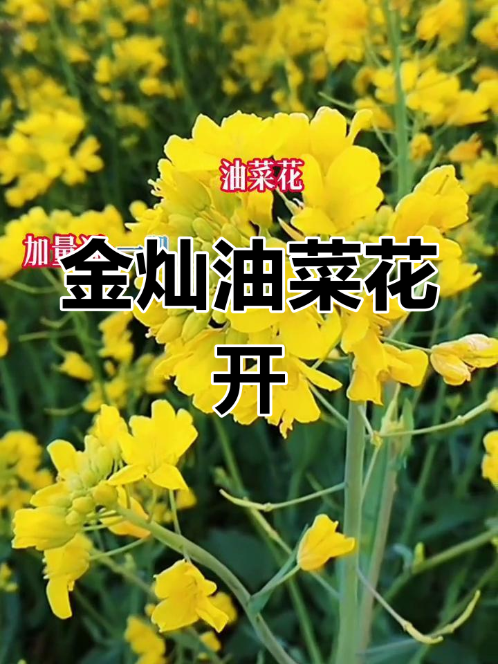 油菜花盛开，春日香气扑鼻，作文素材轻松掌握