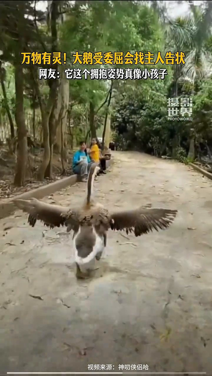 万物有灵!大鹅受委屈会找主人告状