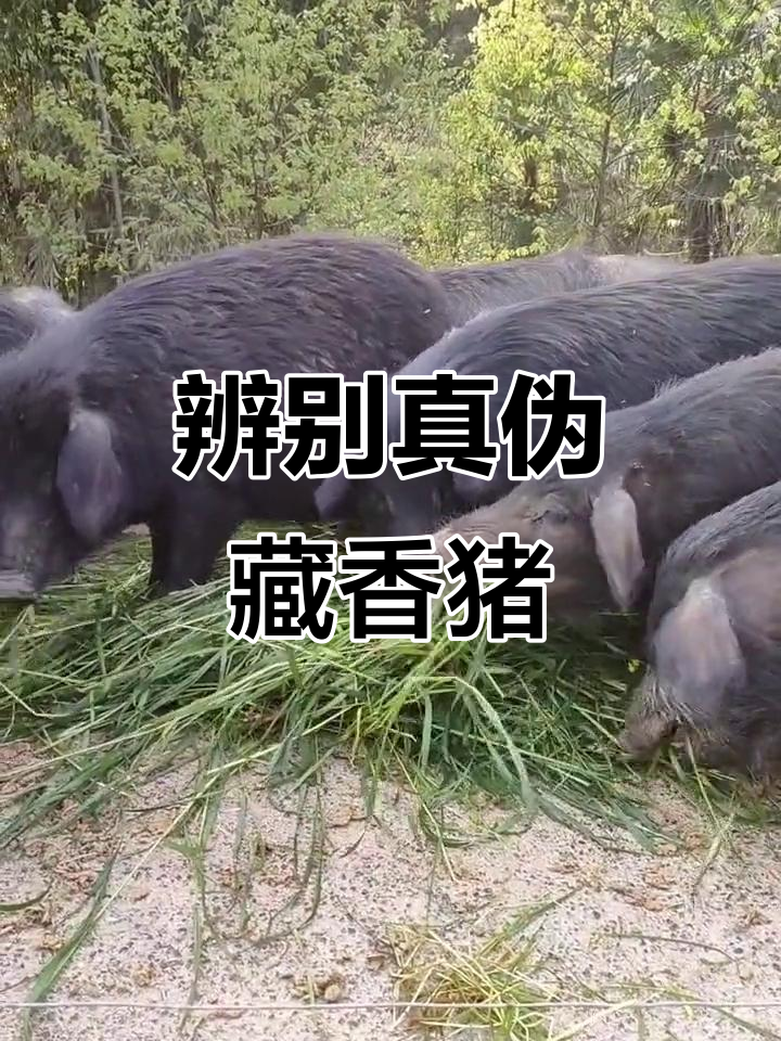 如何辨别真假藏香猪，看这些特征就能分辨