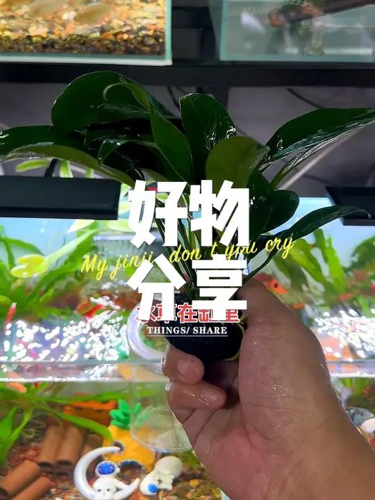推荐不需要打理的水草 适合简单小缸装饰、直接丢缸里就可以活得很好无需二氧化碳 水草缸 鱼缸