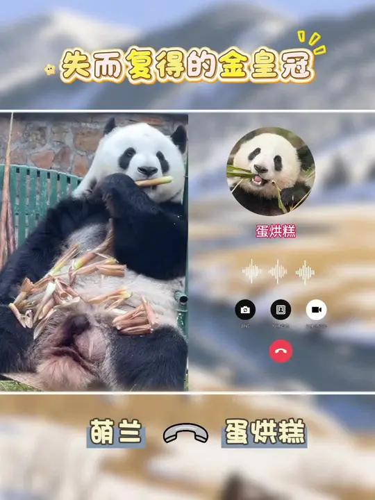 蛋烘糕找萌兰,金皇冠找到啦!